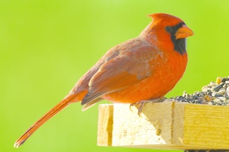 CARDINAL - wings, colors, feathers, feeder