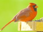 CARDINAL