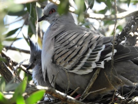 Mum and bubs - nest, baby, crested pigeon, photography