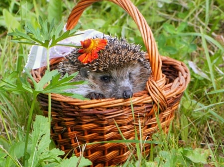 Hedgehog - flower, animal, cute, arici, hedgehog, orange, basket, green