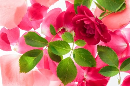 Rose - skin, trandafir, petals, pink, green, rose, card, leaf, texture