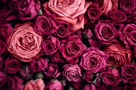 Roses - trandafir, skin, pink, texture, rose, flower