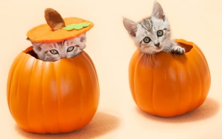 Happy Halloween! - animal, pisica, kitten, funny, halloween, orange, couple, cat