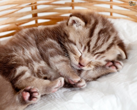 Kitten sleeping - animal, pisica, sleep, kitten, cute, sweet, cat