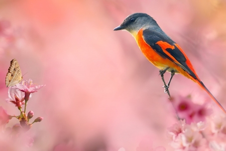 Bird - flower, bird, pasare, pink, orange