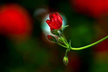 Red flower - buds, fragrance, background, red, petals, scent, rose, flower