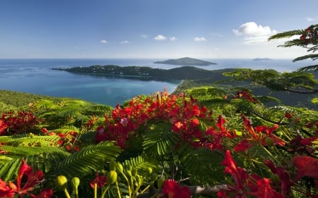 Ocean View - Ocean, Flower, Nature, Sky