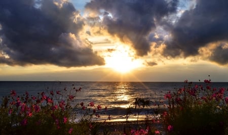 Sun Rays over the Sea - nature, sea, flower, sun