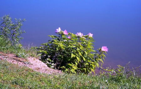 Hollyhock - lake, flower, photo, nature