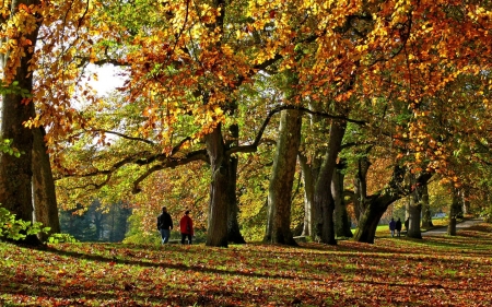 Autumn in Park - trees, alley, park, autumn