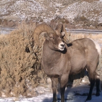 Bighorn Sheep near Cody, Wyoming