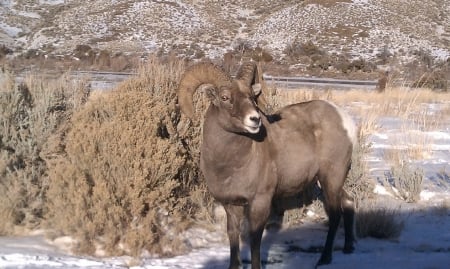 Bighorn Sheep near Cody, Wyoming - wildlife, scenic, big game, winter, picturesque, mountains