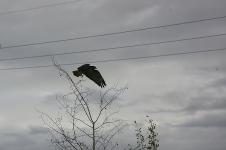 Hawk in Flight - Grasslands, Mountains, Raptors, Predators