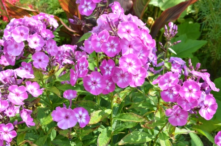 Pink Phlox - blossoms, garden, plants, petals, leaves