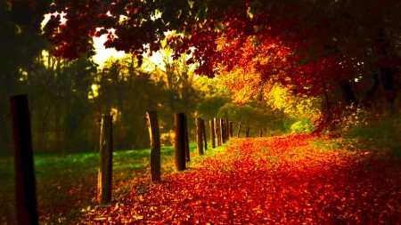 autumn leaves - leaves, orange, foliage, red