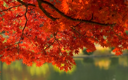 back yard - orange, background, trees, foliage