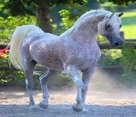 Dapples - white, dappled, black, horse