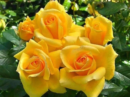 YELLOW - roses, flowers, sunny, bright