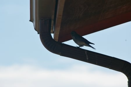 Mountain Bluebird on Raingutter Downspout, Victor, Idaho - Mountains, Scenic, Nature, Wildlife, Bluebirds