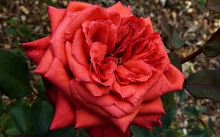 Red Rose with Dew - flower, nature, red, dew