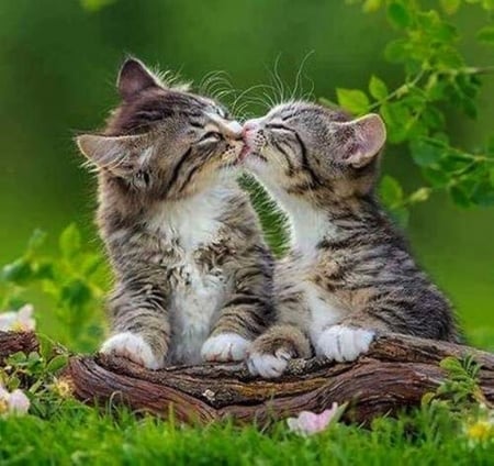 Sweet Kiss - nature, cool, photography, animals, cats