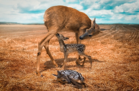 Double Bambi - funny, animal, cute, mother, baby, deer, blue, john wilhelm, trio, orange, couple