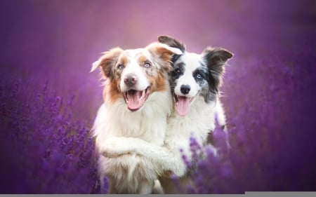 Friends - hug, couple, funny, white, caine, australian shepherd, purple, pink, dog, animal, cute