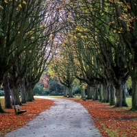 road through the trees