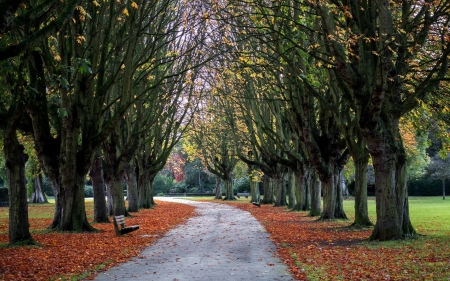 road through the trees - nature, fun, trees, forest, cool