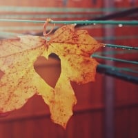 Heart shaped leaf