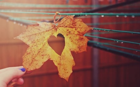 Heart shaped leaf - nature, love, leaf, heart