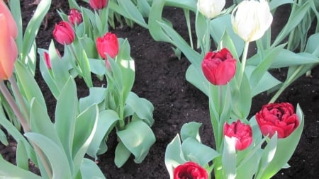 Field of Tulips - white, nature, red, tulips, field