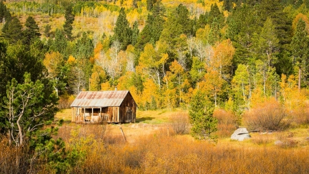 Fall Season - leaves, cabin, colors, trees