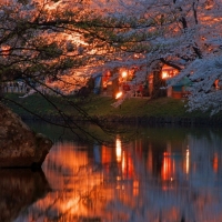 Sakura Lake