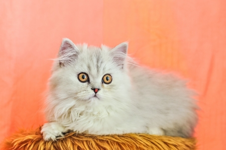 White angel - fluffy, animal, kitten, cat