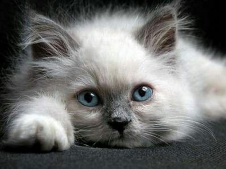 Adorable - white, grey, pet, cute, kitten