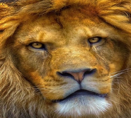 The KING - male, lion, face, cat