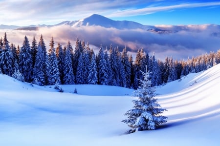 Mountain winter - nature, mountain, snow, winter, tree