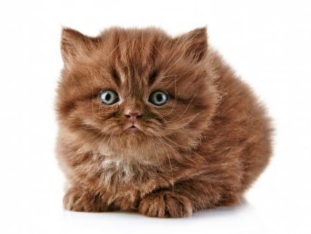 Brown kitten