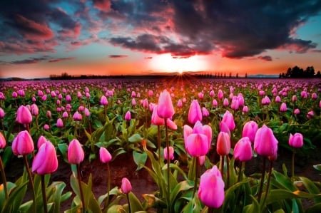 Tulip field - nature, sunrise, field, flower, tulip