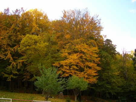 Culori de toamna - verde, galben, frunze, maro