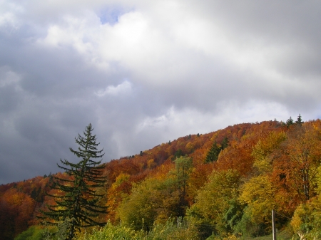 Toamna - padure, galben, verde, maro