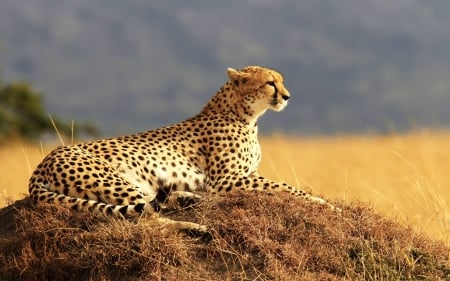 Cheetah - fun, cat, cool, animals, cheetah