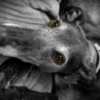 Jet, our other retired Greyhound