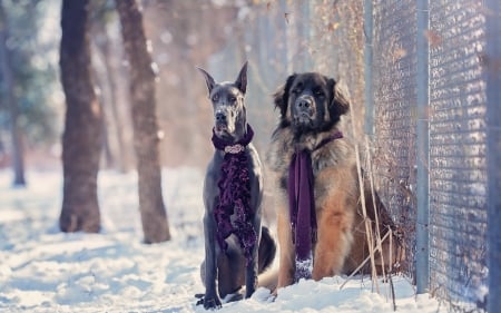 Winter fashion - couple, winter, scarf, white, caine, purple, dog, snow, animal