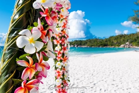 Anse Lazio Praslin Beach, Seychelles - blossoms, petals, sea, plumeria, coast