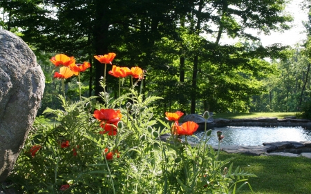 Poppies by Pond - trees, poppies, pond, rock, grass