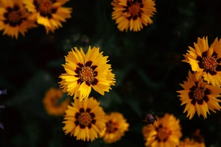 Yellow Flowers