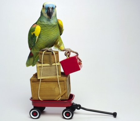 Ready to go - red, parrot, green, baggage, funny, bird