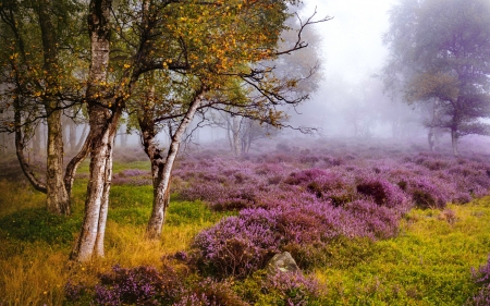 Dreamy Stanton - england, trees, beautiful, park, meadow, wildflowers, mist